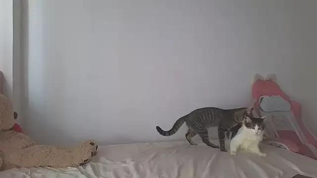 Customizable and immersive: Energize your taste buds and checkout our delicious choice of amateur cams liveshows with excited livestreamers getting their sweet physiques pounded with their beloved vibrating toys.