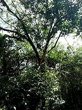 Master_liam00 from StripChat is Freechat