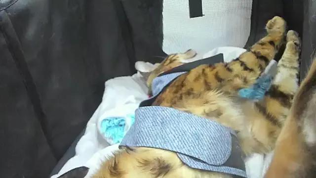 SAMANTHA_DM from StripChat