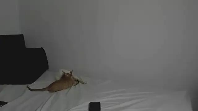 tifanymonroe from StripChat is Freechat